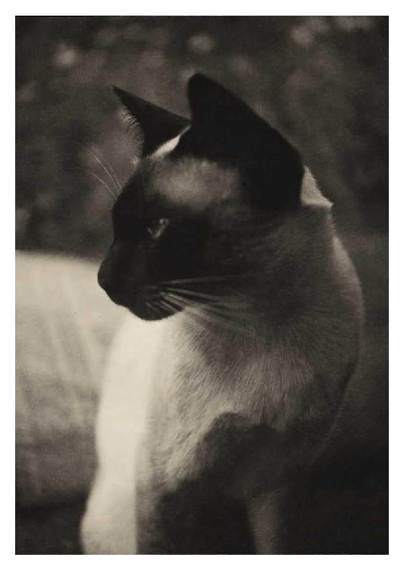 Cats - 50 Postcards