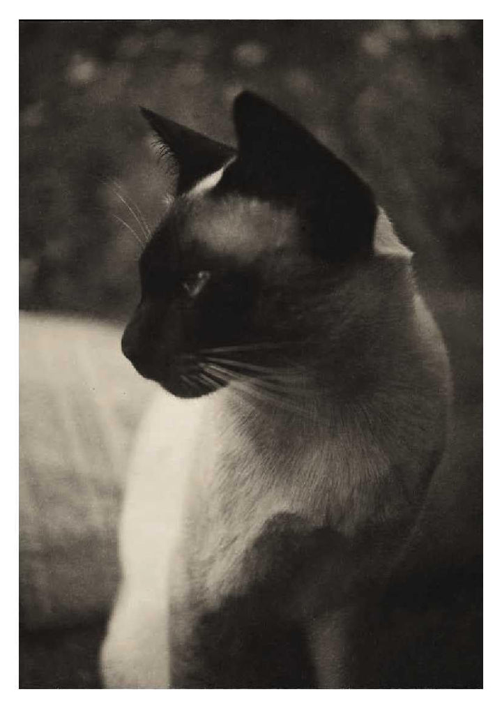 Cats - 50 Postcards