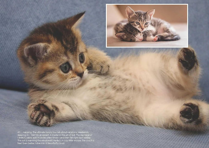 Love Cats