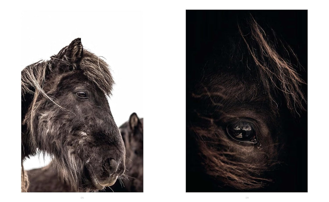 Horses of Iceland