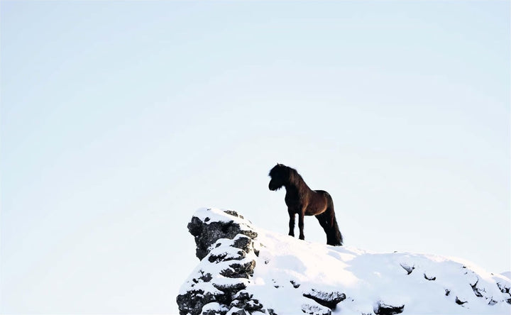 Horses of Iceland