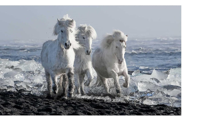 In the Land of Fire and Ice: Horses of Iceland