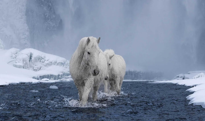 In the Land of Fire and Ice: Horses of Iceland