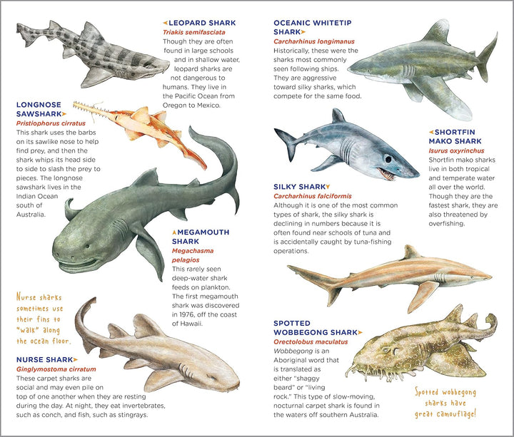 Super, Strong Tattoo Sharks
