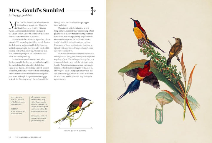 Vintage Birds
