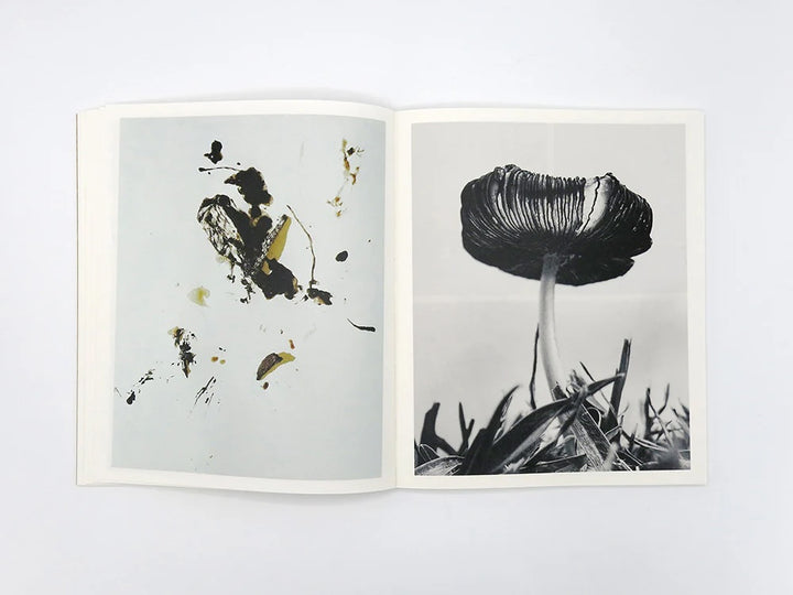 Fruiting Bodies