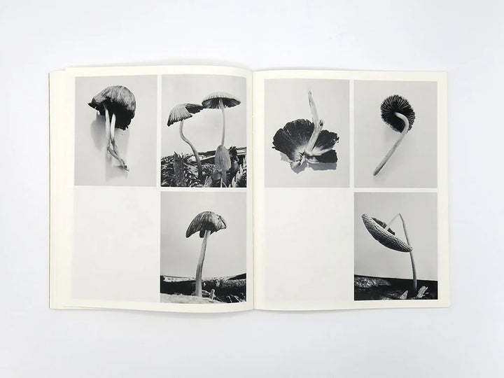 Fruiting Bodies