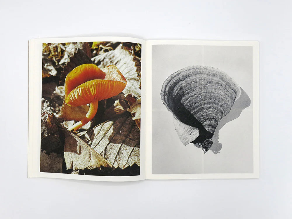 Fruiting Bodies