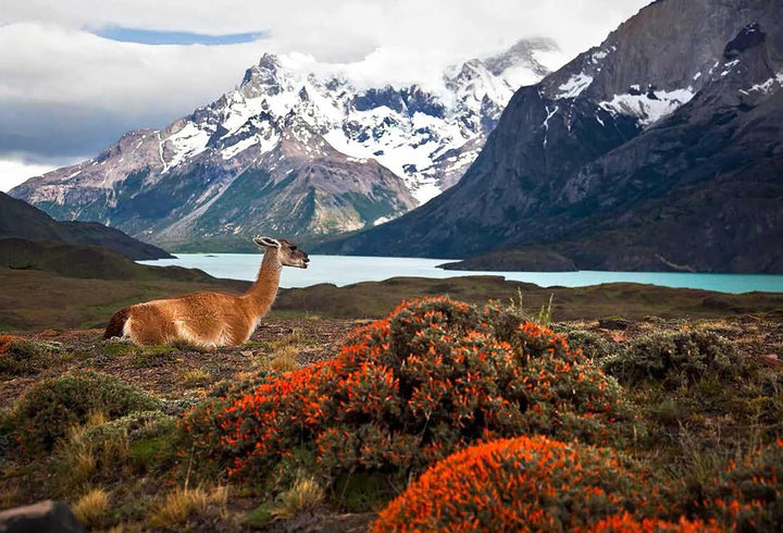 The Wildflower Travel Book