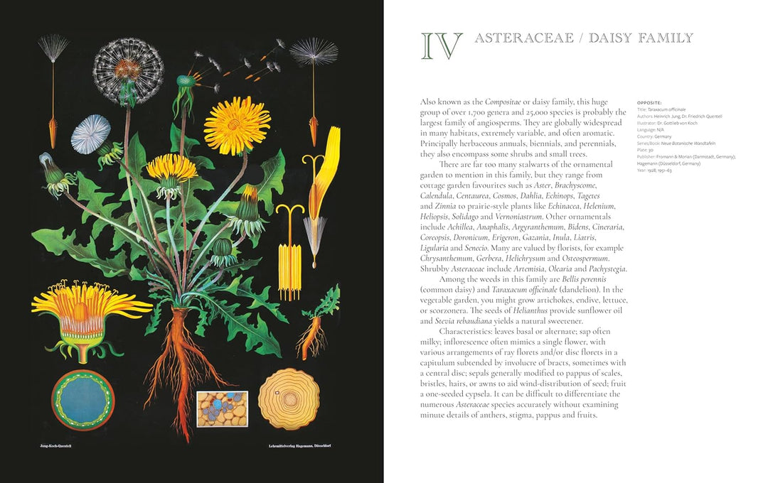 The Art of Botanical Painting
