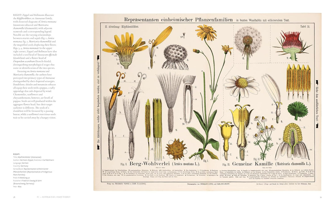The Art of Botanical Painting