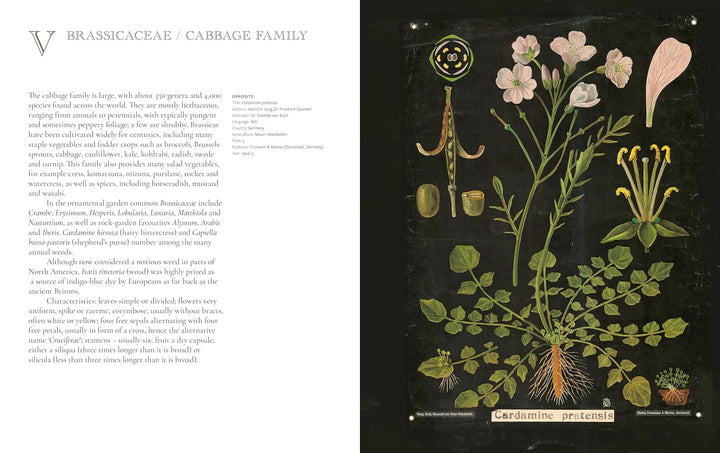 The Art of Botanical Painting