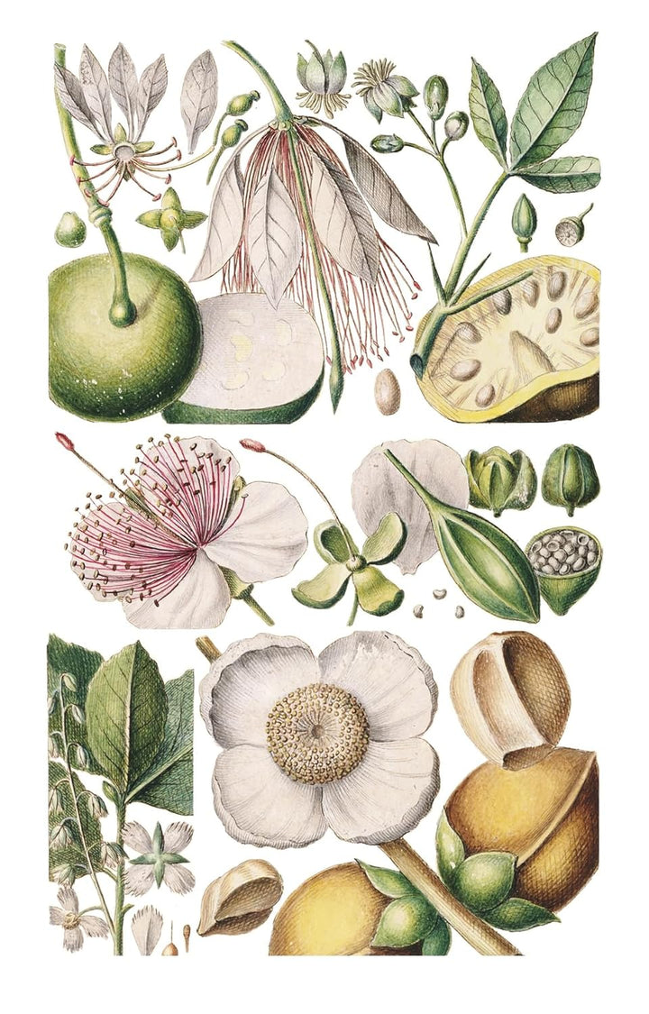 100 Flowers: One Hundred Postcards from the Royal Horticultural Society