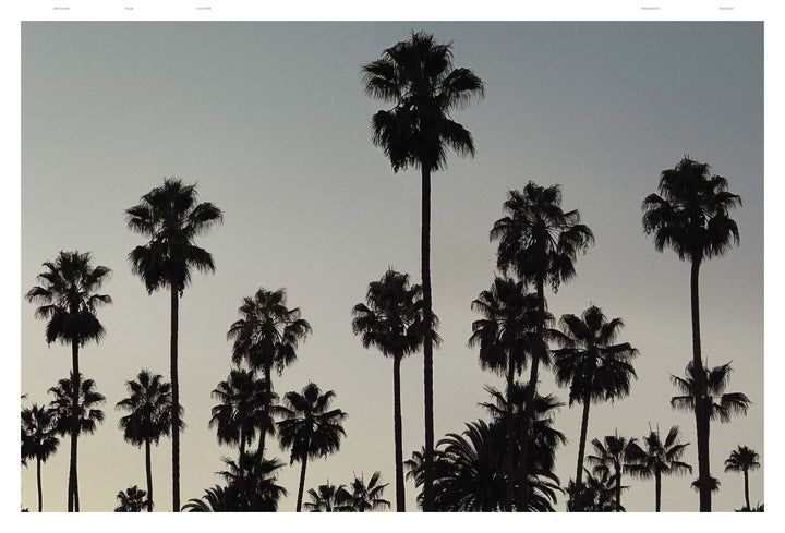 Decoding Palm Culture