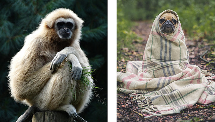 This Book Is Literally Just Pictures of Cute Animals That Will Make You Feel Better