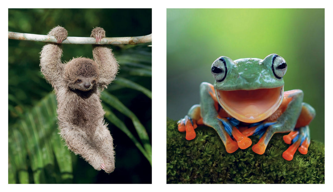 This Book is Literally Just Pictures of Tiny Animals That Will Make You Smile