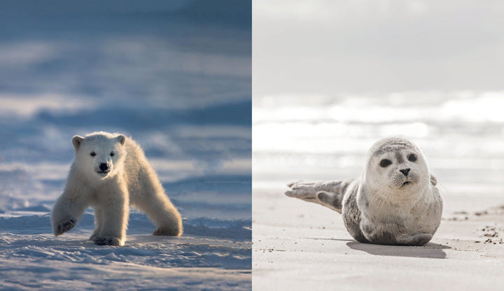 This Book is Literally Just Pictures of Tiny Animals That Will Make You Smile