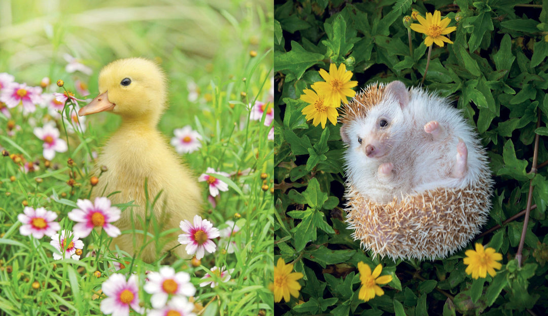 This Book is Literally Just Pictures of Tiny Animals That Will Make You Smile