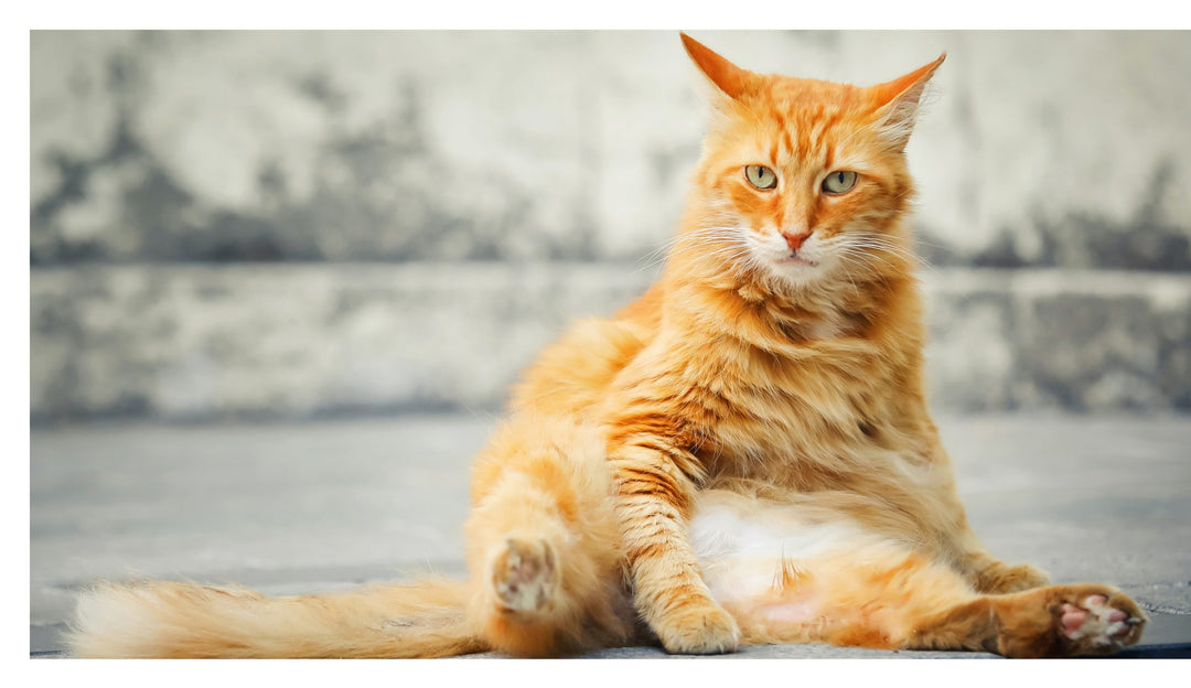 This Book is Literally Just Pictures of Cute Cats Who Are Plotting to Kill You