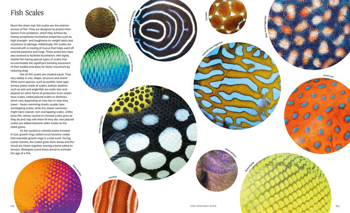 Ocean - From the Shore to the Abyss