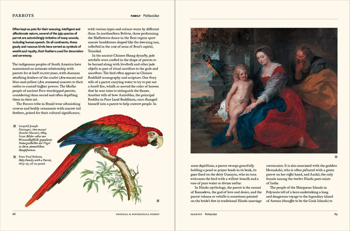 The Secret Language of Birds